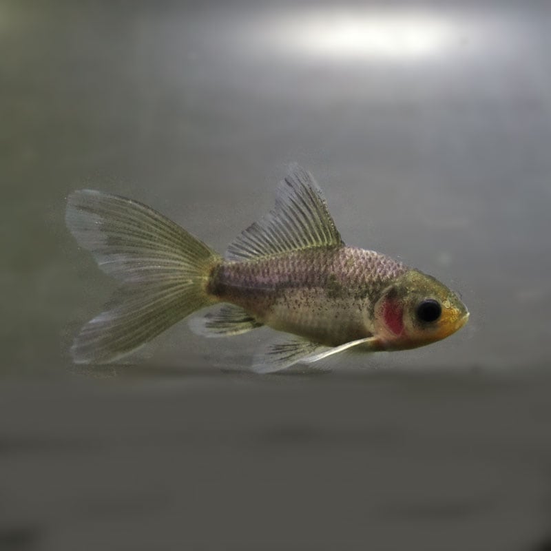 【金魚王子】ブリストル朱文金（メノウ モザイク）  8±1cm前後 (個体番号：cde113) 金魚 きんぎょ 生体 オランダ獅子頭 厳選個体