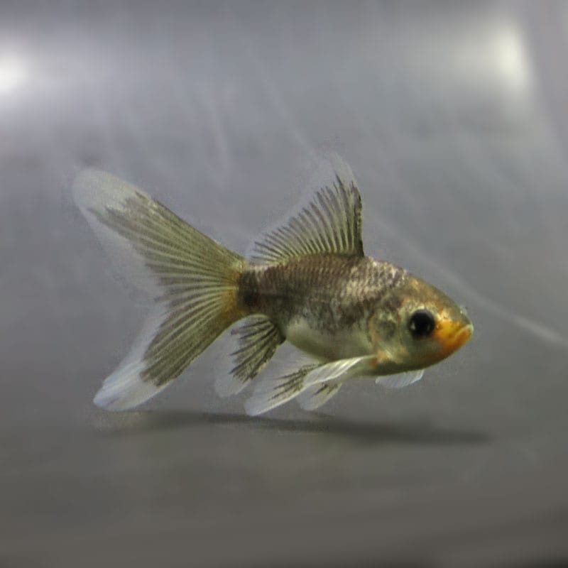 【金魚王子】ブリストル朱文金（メノウ モザイク）  8±1cm前後 (個体番号：cde115) 金魚 きんぎょ 生体 オランダ獅子頭 厳選個体