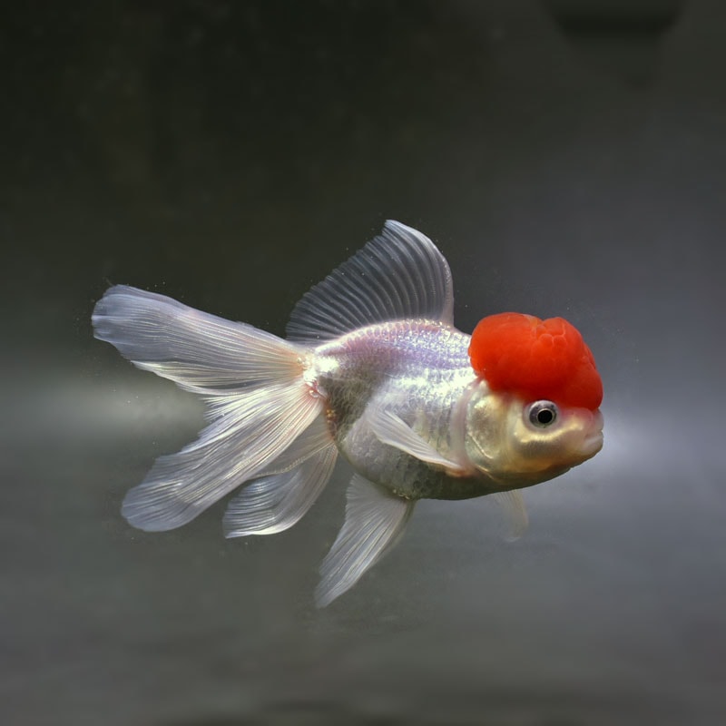 【金魚王子】高頭丹頂 12.5cm前後 (個体番号:cde121) 金魚 きんぎょ 生体 オランダ獅子頭 厳選個体