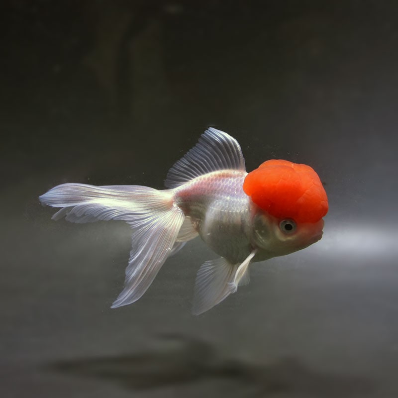 【金魚王子】高頭丹頂 14cm前後 (個体番号:cde123) 金魚 きんぎょ 生体 オランダ獅子頭 厳選個体