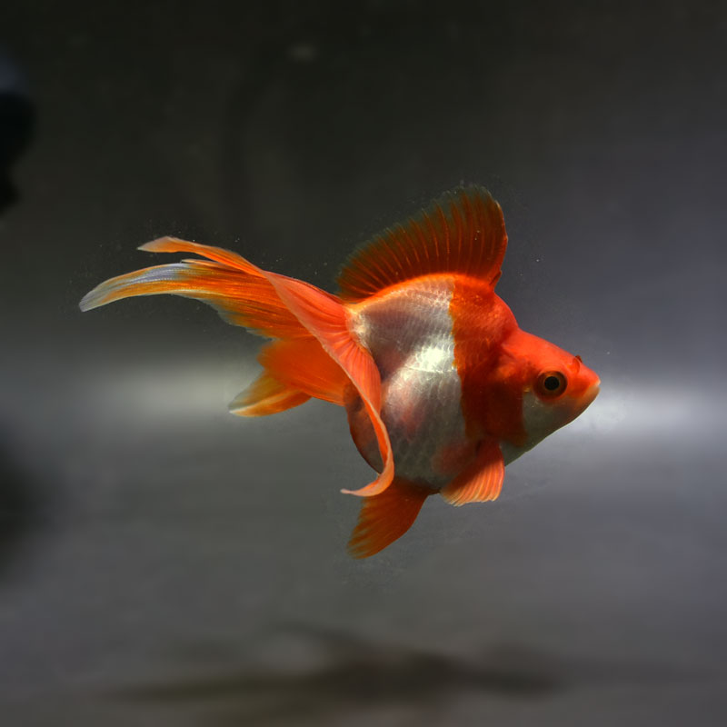 【金魚王子】更紗琉金  11.5cm前後 (個体番号：cde131) 金魚 きんぎょ 生体 琉金 厳選個体