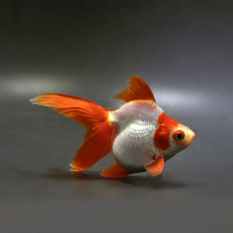 金魚アイテム各種 金魚王子】桜錦 10.5cm前後 (個体番号：vfr383) | 金魚