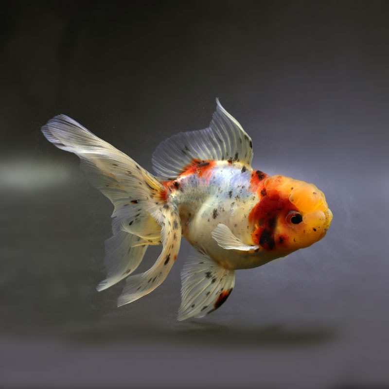 すべての商品 | 金魚の通販は「金魚王子 オンラインストア」金魚