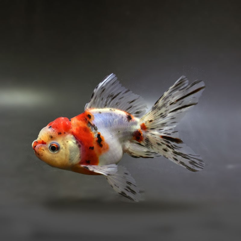 金魚アイテム各種 金魚王子】桜錦 10.5cm前後 (個体番号：vfr383) | 金魚