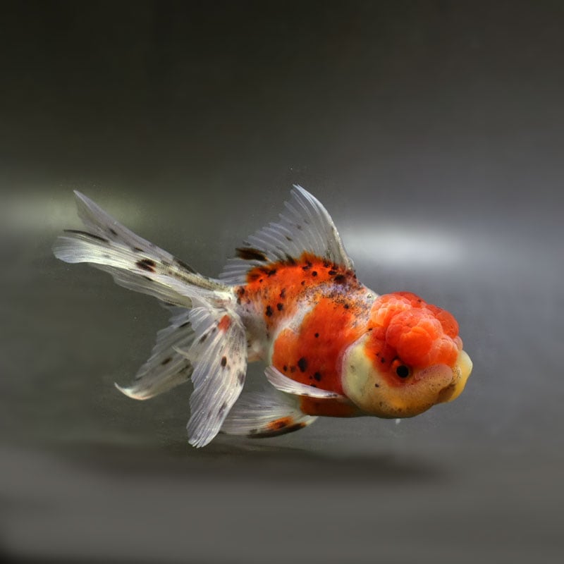 はっち「朝顔と金魚」2個 すべての商品 | 金魚の通販は「金魚王子 オンラインストア」金魚