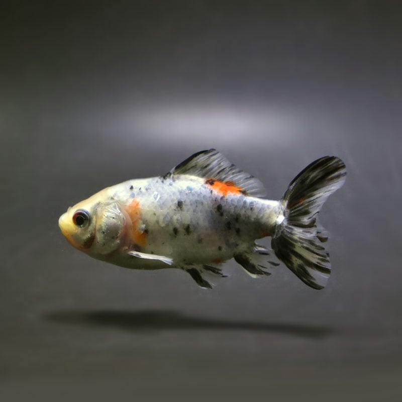 【金魚王子】江戸地金 9.5cm前後 (個体番号：cde154) 金魚 きんぎょ 生体 和金 厳選個体