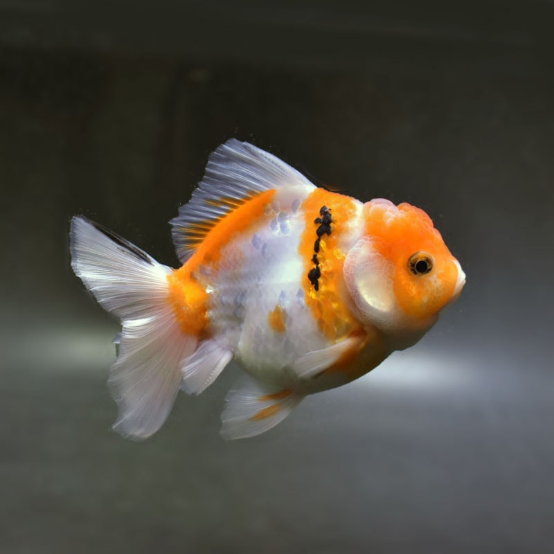 金魚アイテム各種 金魚 | iichi 日々の暮らしを心地よくするハンドメイドや