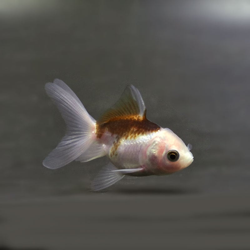 【金魚王子】ベビーオランダ 5.5±1cm前後 (個体番号:cde183) 金魚 きんぎょ 生体 オランダ獅子頭 厳選個体