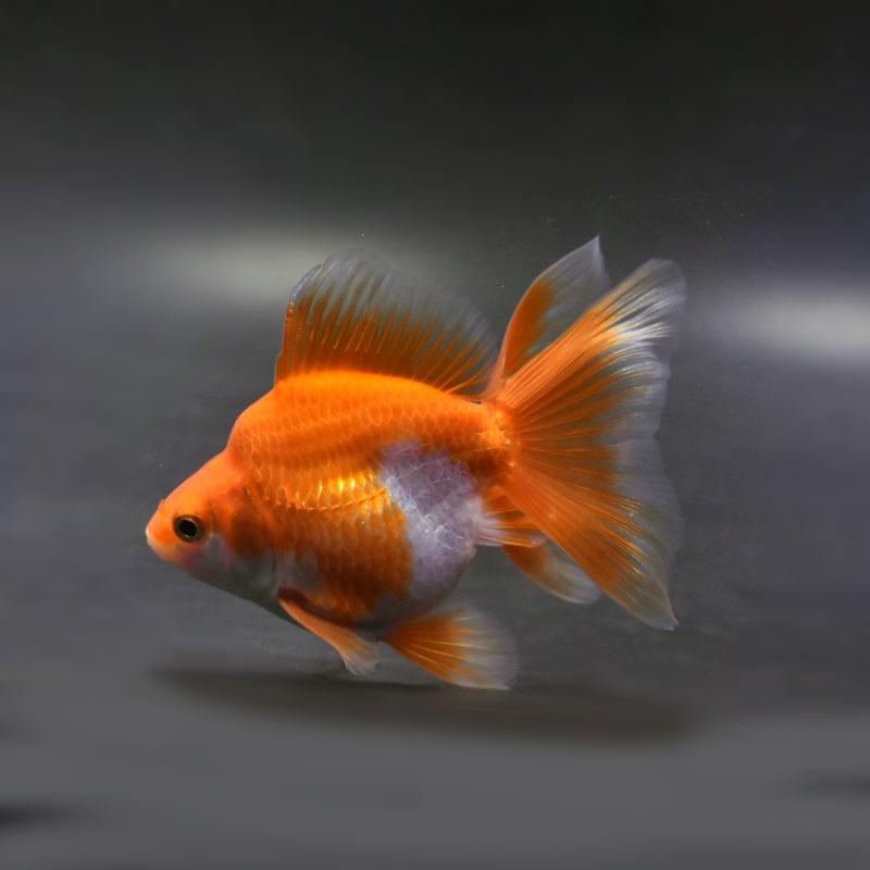 【金魚王子】琉金 (更紗／ショートテールタイプ) 10cm前後 (個体番号：cde191) 金魚 きんぎょ 生体 琉金 厳選個体