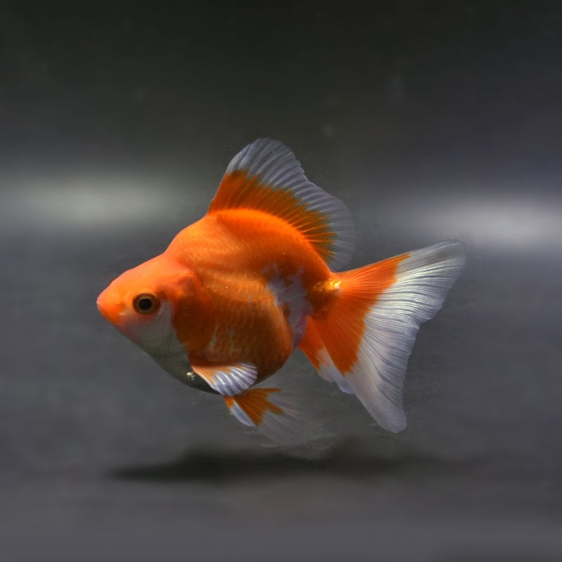 【金魚王子】琉金 (更紗／ショートテールタイプ) 10cm前後 (個体番号：cde192) 金魚 きんぎょ 生体 琉金 厳選個体