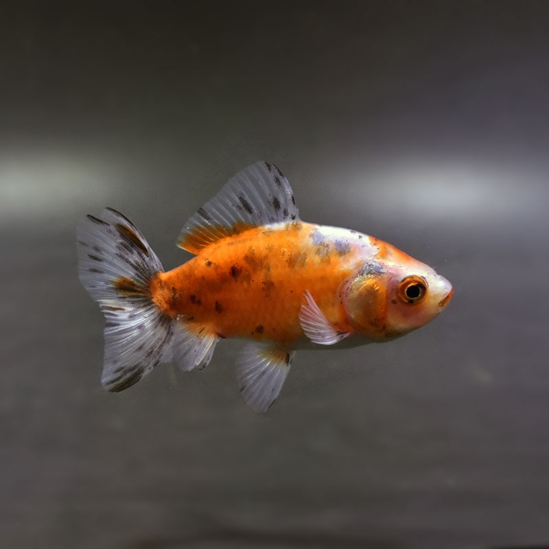 【金魚王子】江戸地金 8cm前後 (個体番号：cde201) 金魚 きんぎょ 生体 和金 厳選個体