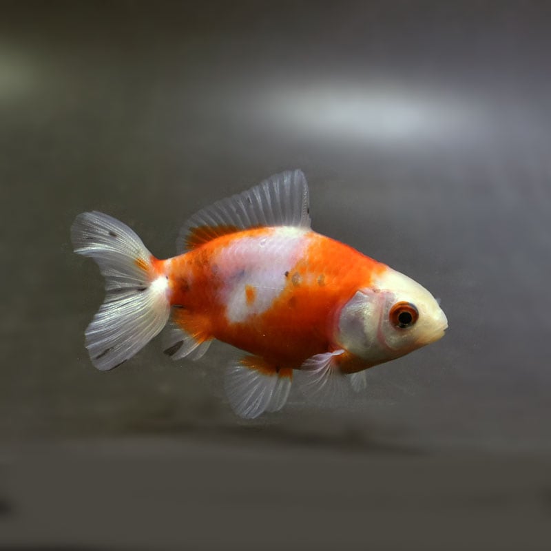 【金魚王子】江戸地金 9cm前後 (個体番号：cde202) 金魚 きんぎょ 生体 和金 厳選個体