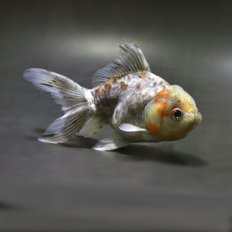 金魚の通販は「金魚王子 オンラインストア」金魚専門店 販売 | 商品一覧