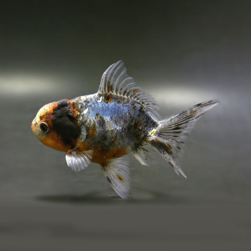 【金魚王子】ドラゴンスケール東錦  12.5cm前後 (個体番号：cde213) 金魚 きんぎょ 生体 オランダ獅子頭 厳選個体