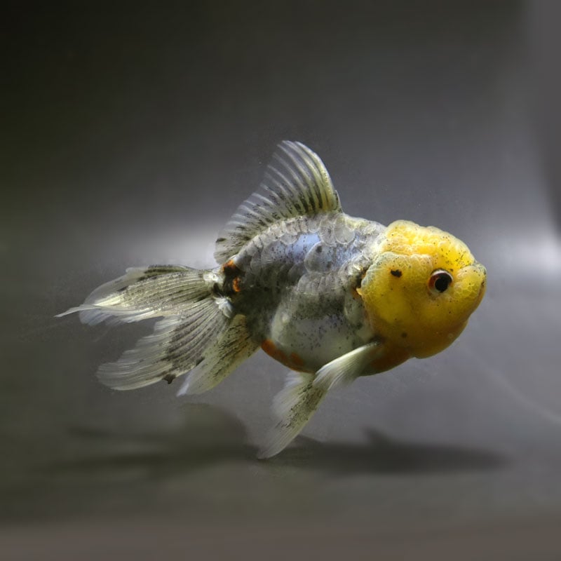 【金魚王子】ドラゴンスケール東錦  12.5cm前後 (個体番号：cde214) 金魚 きんぎょ 生体 オランダ獅子頭 厳選個体