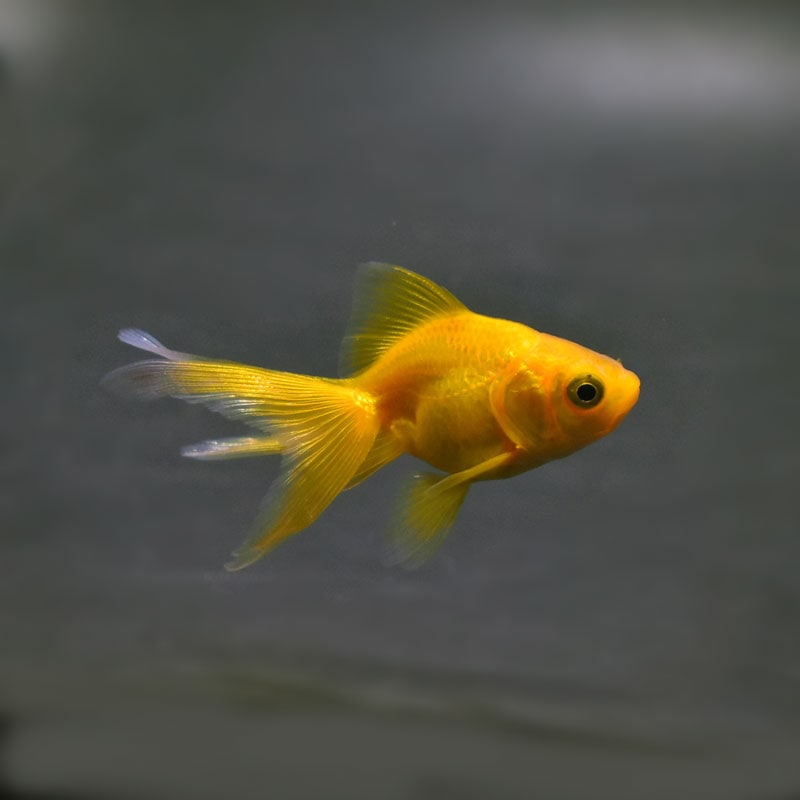 【金魚王子】黄金琉金  6cm前後 (個体番号：cde221) 金魚 きんぎょ 生体 琉金 厳選個体