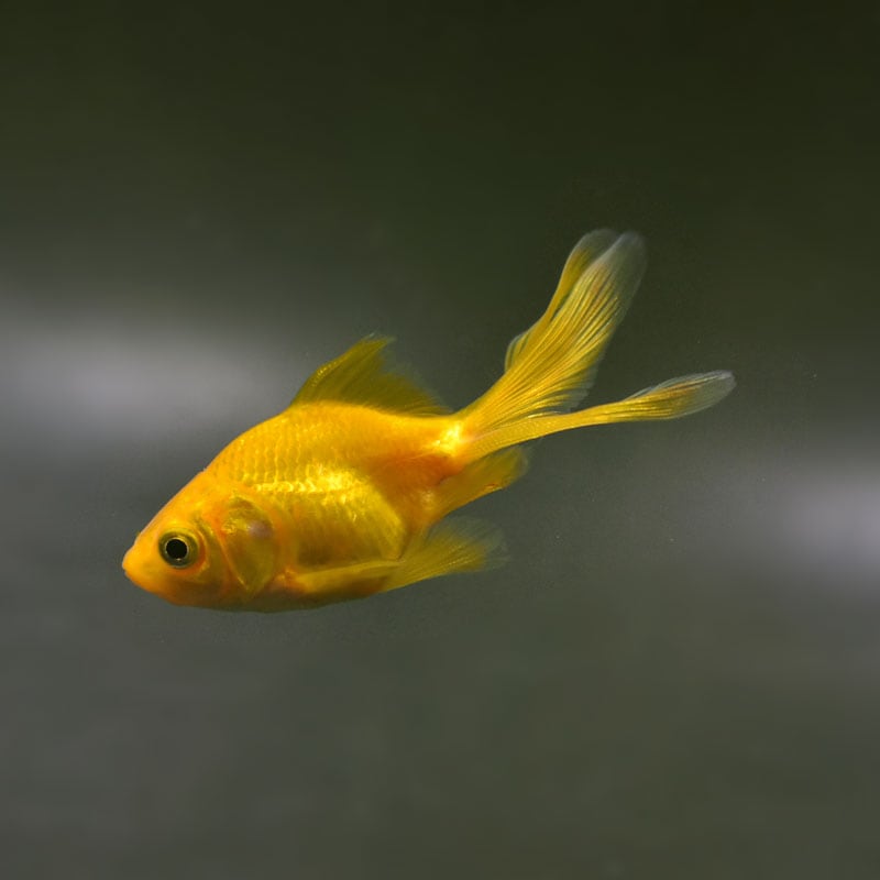 【金魚王子】黄金琉金  6.5cm前後 (個体番号：cde222) 金魚 きんぎょ 生体 琉金 厳選個体