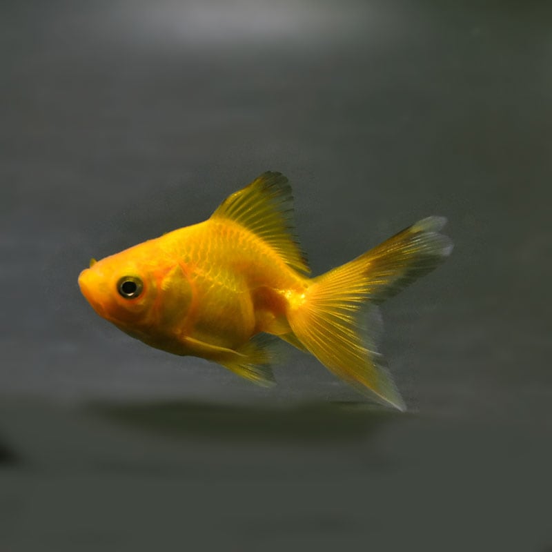 【金魚王子】黄金琉金  6.5cm前後 (個体番号：cde223) 金魚 きんぎょ 生体 琉金 厳選個体