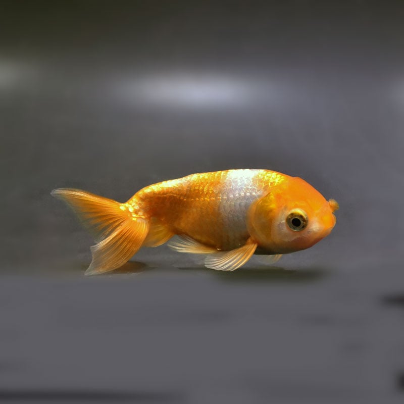 【専用ページ】金魚　亀　花ボタン お花の形のメタルボタン 11.5mm <メタルボタン卸通販 タカシマ＞