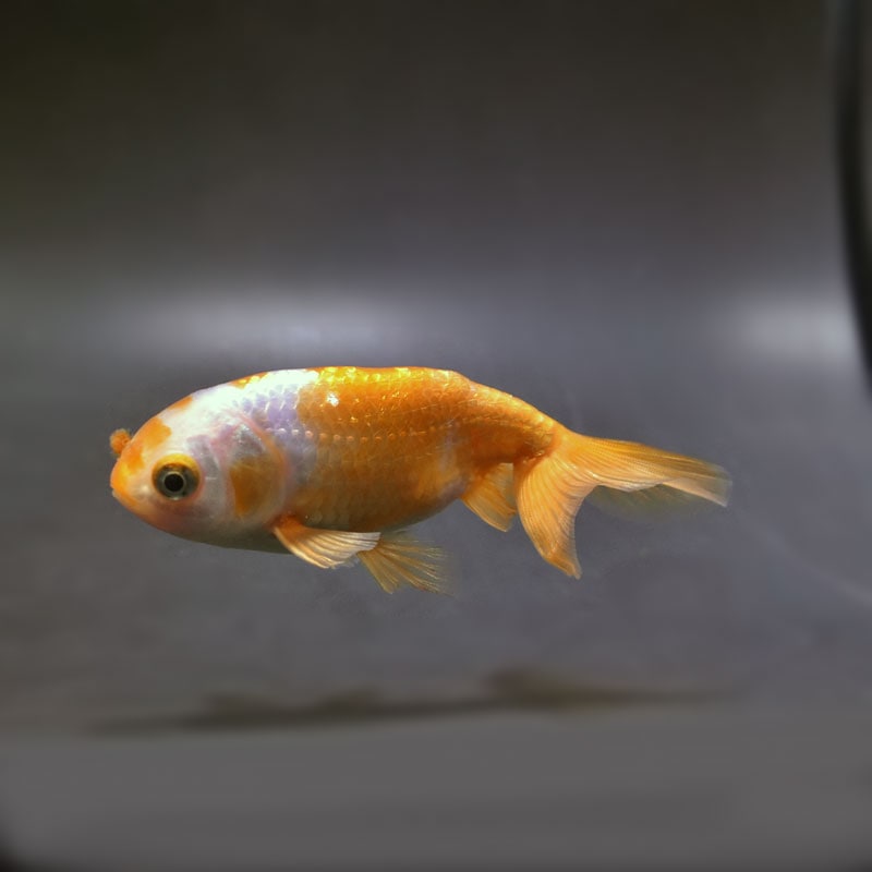 金魚 | 金魚の通販は「金魚王子 オンラインストア」金魚専門店 販売