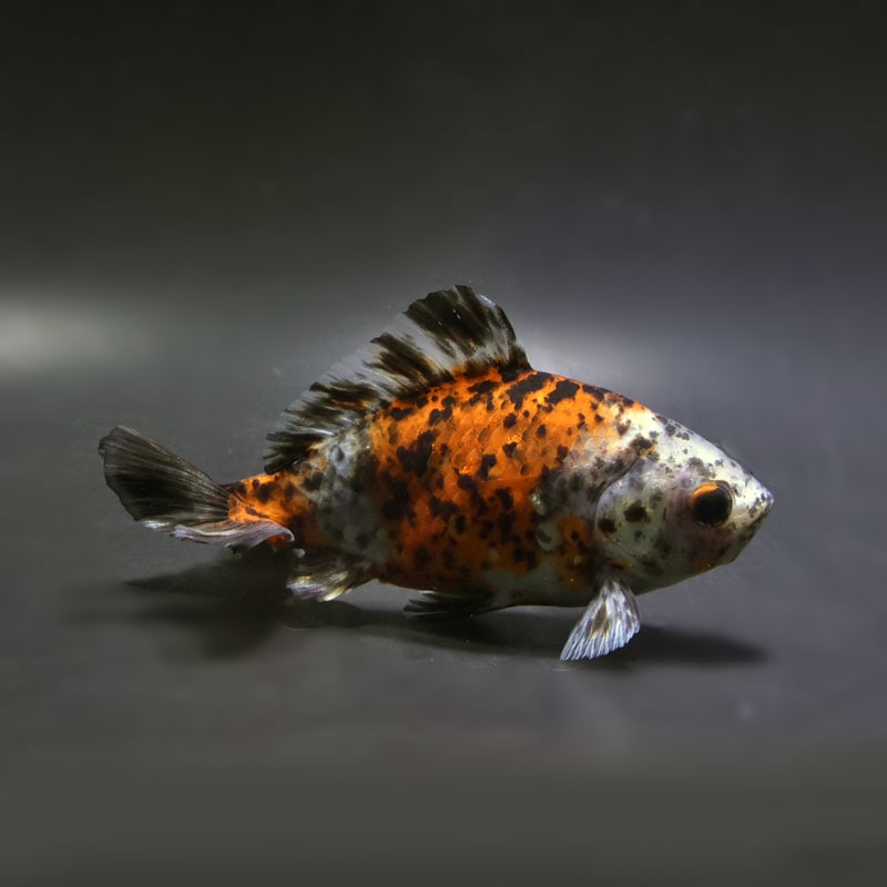 【金魚王子】三色和金（四つ尾） 14cm前後 (個体番号：cde241) 金魚 きんぎょ 生体 和金 厳選個体