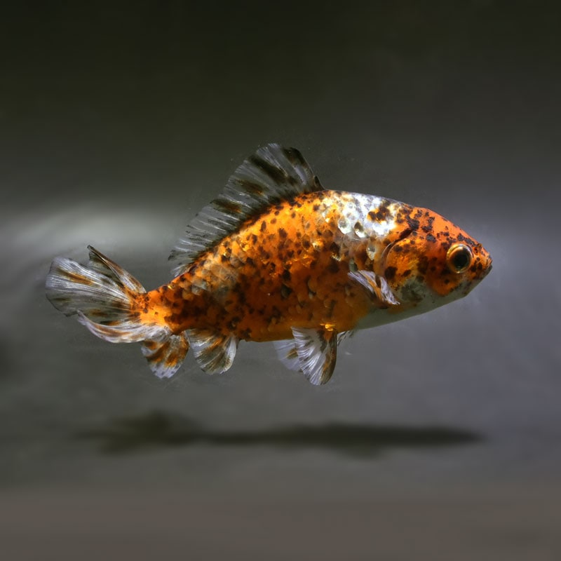 【金魚王子】三色和金（四つ尾） 14.5cm前後 (個体番号：cde242) 金魚 きんぎょ 生体 和金 厳選個体