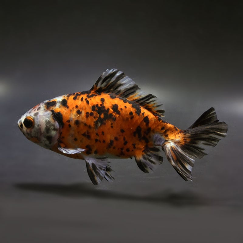 【金魚王子】三色和金（四つ尾） 15cm前後 (個体番号：cde244) 金魚 きんぎょ 生体 和金 厳選個体