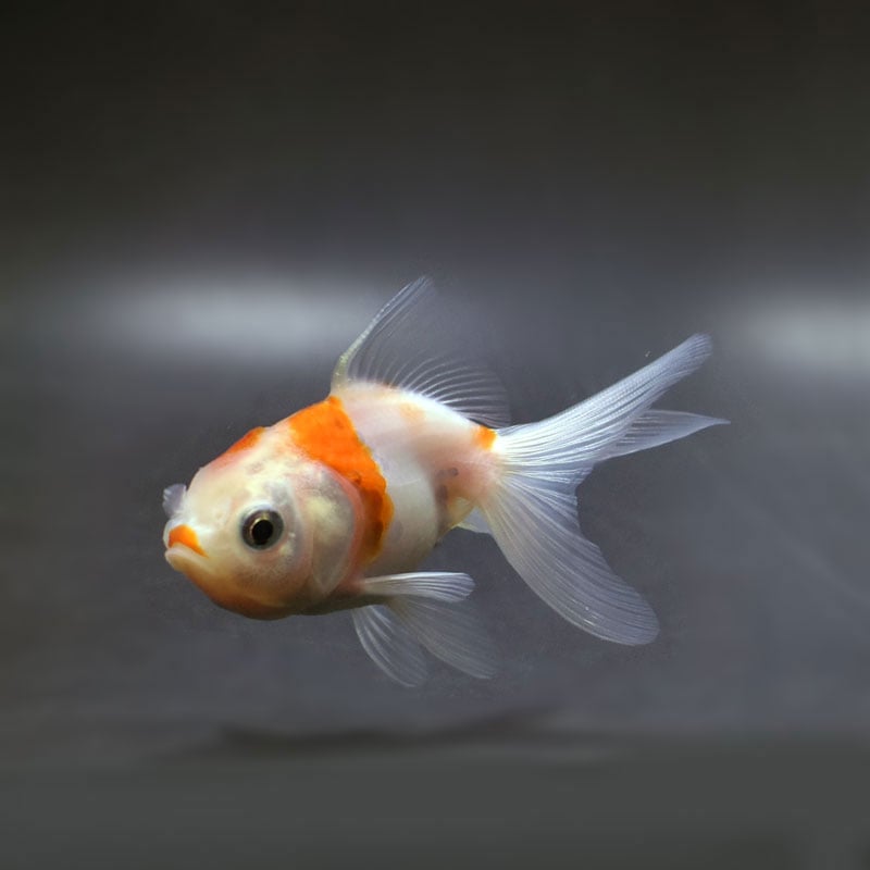 金魚王子】東錦 14.5cm前後 (個体番号：cde143) 金魚 きんぎょ