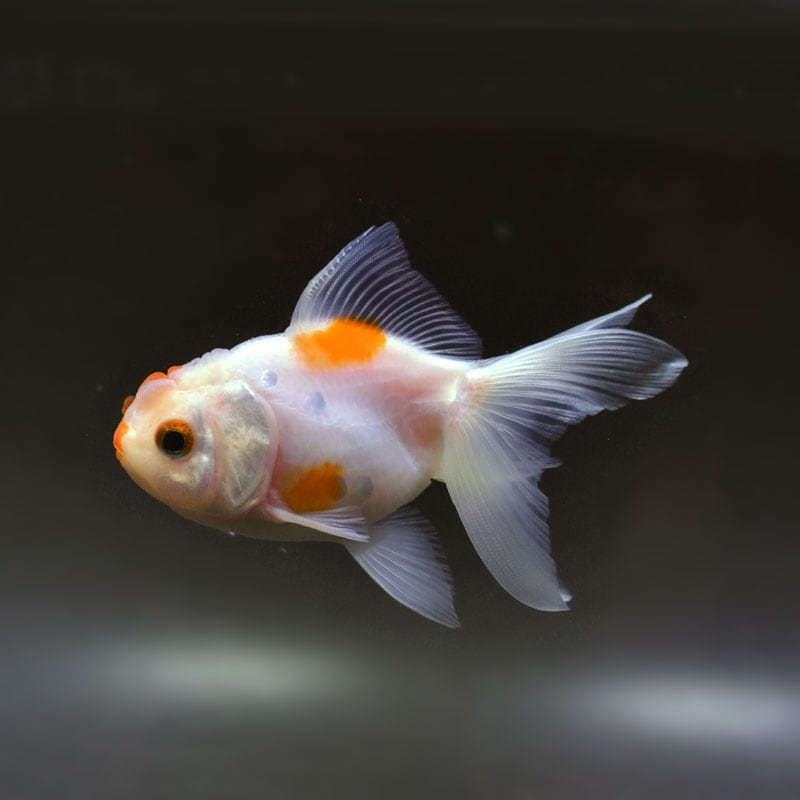 金魚,オランダ系 | 金魚の通販は「金魚王子 オンラインストア」金魚