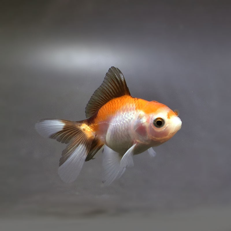 絽の金魚水草の古布 絽の金魚水草の古布 813hQzds0YL._UF894,1000_QL80_.jpg