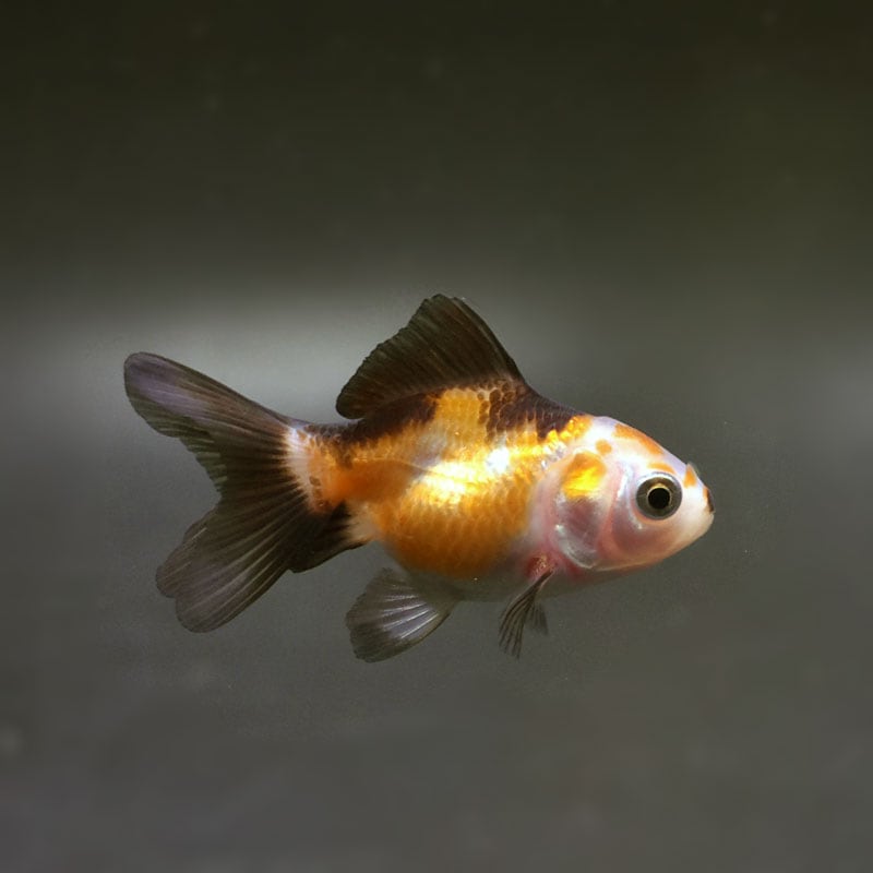 金魚「オランダ」 金魚,オランダ系 | 金魚の通販は「金魚王子 オンラインストア」金魚