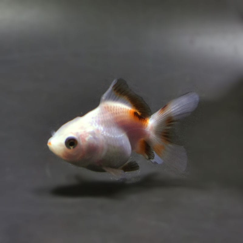 金魚「オランダ」 金魚】オランダ・ローズテール初期飼育レポ。通販を含めた流通と販売