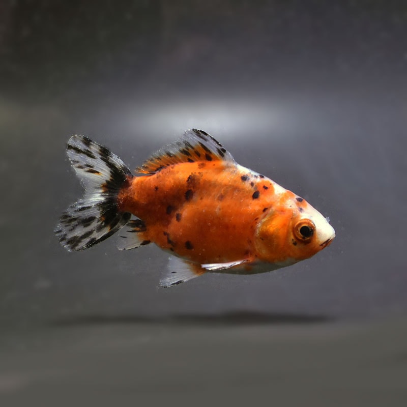 【金魚王子】江戸地金 9cm前後 (個体番号：cde271) 金魚 きんぎょ 生体 和金 厳選個体