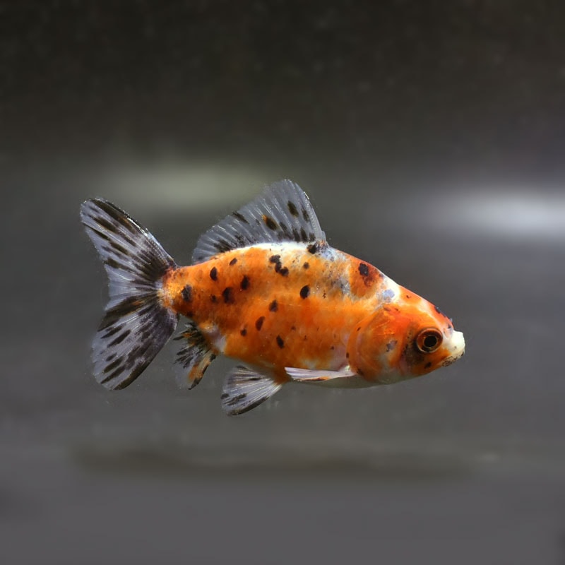 【金魚王子】江戸地金 9.5cm前後 (個体番号：cde272) 金魚 きんぎょ 生体 和金 厳選個体