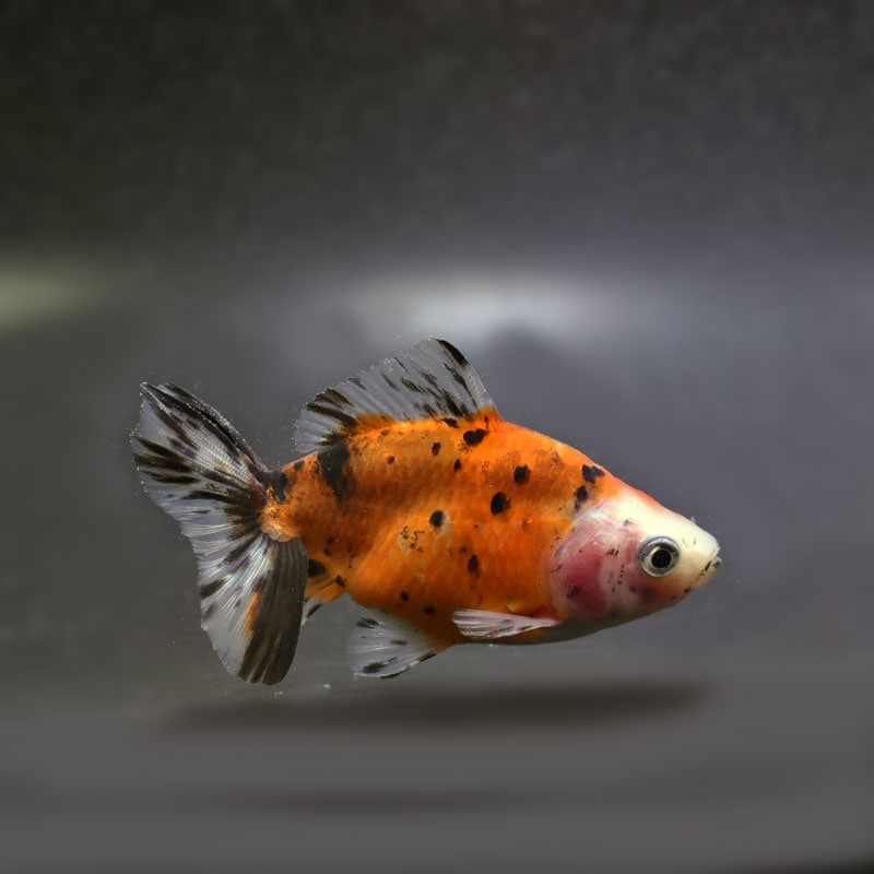 【金魚王子】江戸地金 10cm前後 (個体番号:cde273) 金魚 きんぎょ 生体 和金 厳選個体