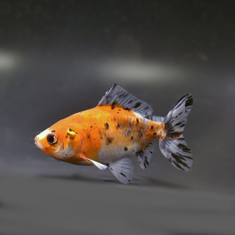 【金魚王子】江戸地金 10.5cm前後 (個体番号:cde274) 金魚 きんぎょ 生体 和金 厳選個体