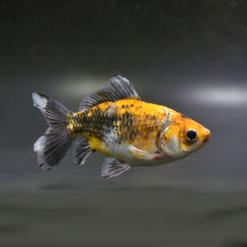 【金魚王子】江戸地金 12cm前後 (個体番号:cde275) 金魚 きんぎょ 生体 和金 厳選個体