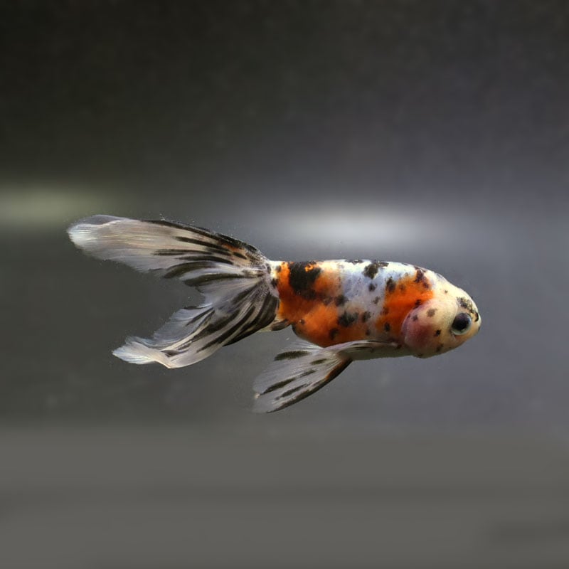 金魚王子】京錦 11cm前後 (個体番号：cde282) 金魚 きんぎょ