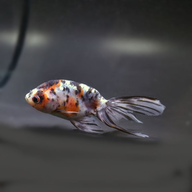 きんぎょページ Kingyo (Goldfish), c. 1940. | Old Tokyo