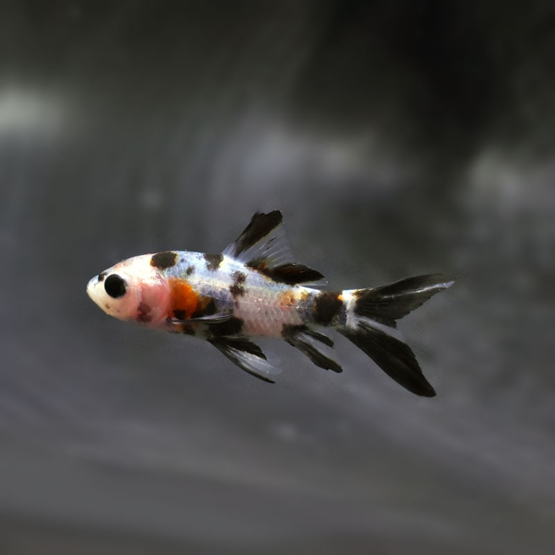 【金魚王子】朱文金 8±1cm前後 (個体番号:cde291) 金魚 きんぎょ 生体 朱文金 厳選個体