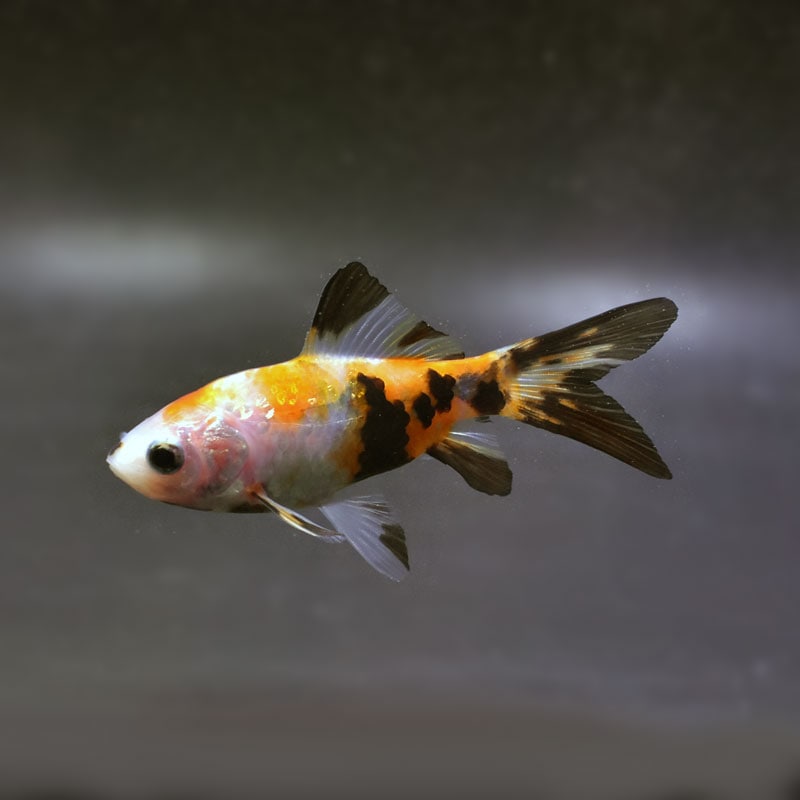 【金魚王子】朱文金 8±1cm前後 (個体番号:cde292) 金魚 きんぎょ 生体 朱文金 厳選個体