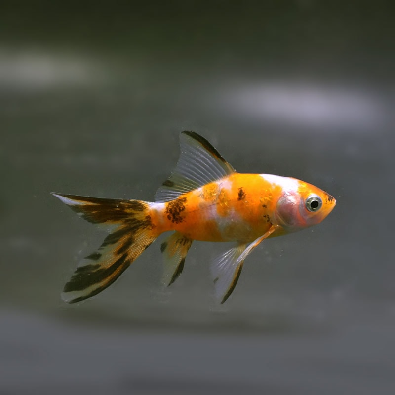 【金魚王子】朱文金 8±1cm前後 (個体番号:cde293) 金魚 きんぎょ 生体 朱文金 厳選個体