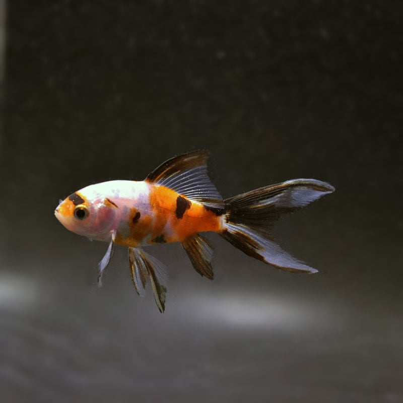 【金魚王子】朱文金 8±1cm前後 (個体番号:cde294) 金魚 きんぎょ 生体 朱文金 厳選個体