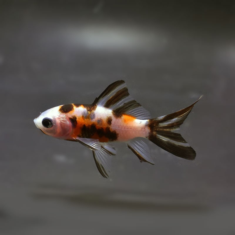 【金魚王子】朱文金 8±1cm前後 (個体番号:cde295) 金魚 きんぎょ 生体 朱文金 厳選個体