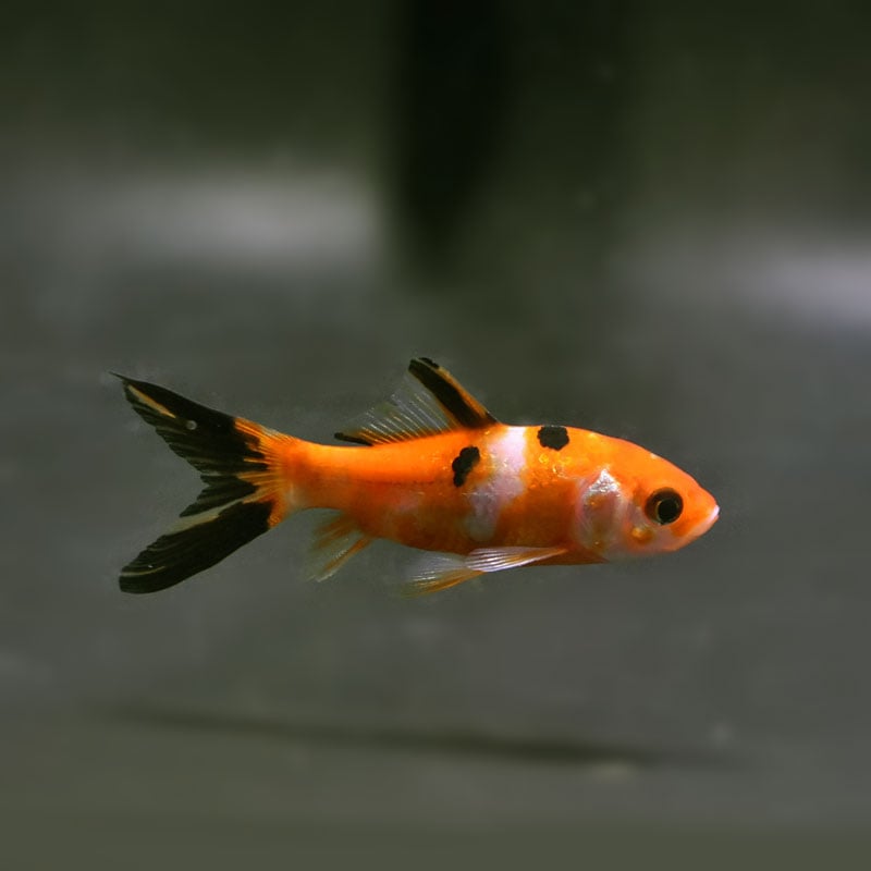 【金魚王子】朱文金 8±1cm前後 (個体番号:cde296) 金魚 きんぎょ 生体 朱文金 厳選個体