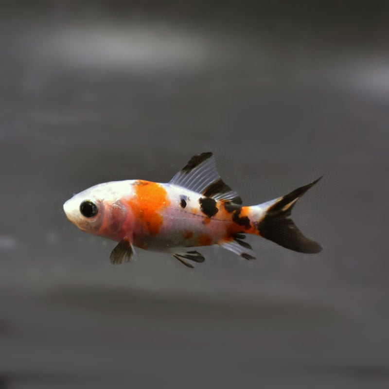 【金魚王子】朱文金 8±1cm前後 (個体番号:cde297) 金魚 きんぎょ 生体 朱文金 厳選個体