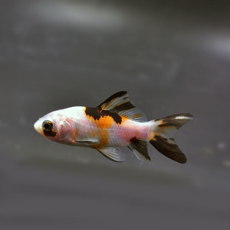 【金魚王子】朱文金 8±1cm前後 (個体番号:cde298) 金魚 きんぎょ 生体 朱文金 厳選個体