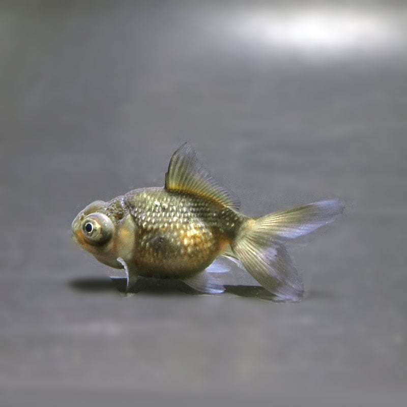 【金魚王子】出目ピンポンパール 6±1cm前後 (個体番号:cde301) 金魚 きんぎょ 生体 パールスケール 厳選個体