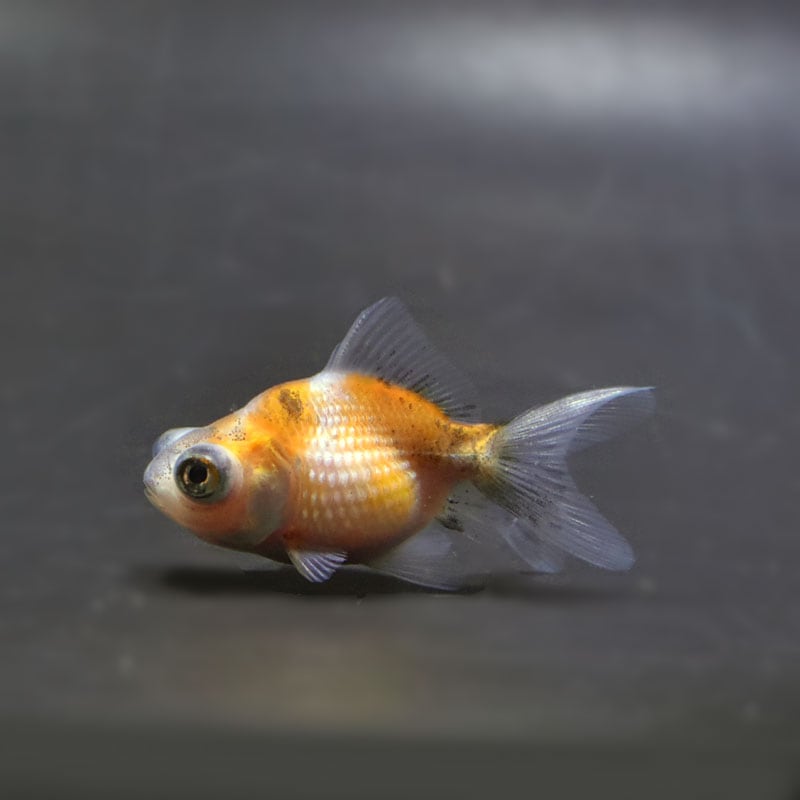 【金魚王子】出目ピンポンパール 6±1cm前後 (個体番号:cde302) 金魚 きんぎょ 生体 パールスケール 厳選個体