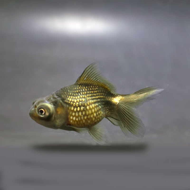 【金魚王子】出目ピンポンパール 6±1cm前後 (個体番号:cde303) 金魚 きんぎょ 生体 パールスケール 厳選個体
